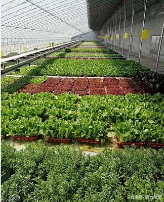 生物科技驅動產業升級，萊西龍頭企業引領農民增收新路徑